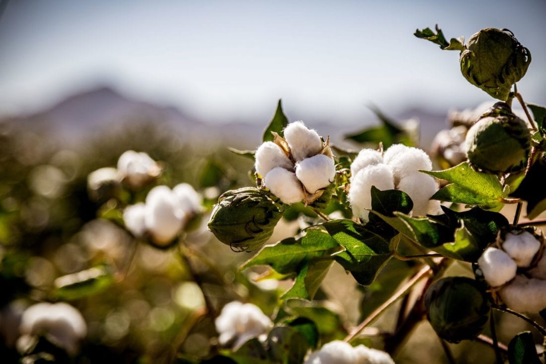 Where is your cotton from?